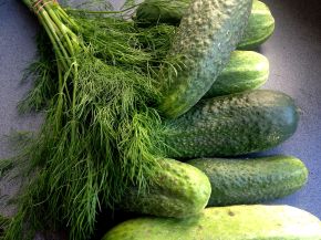 Schmorgurken und Dill