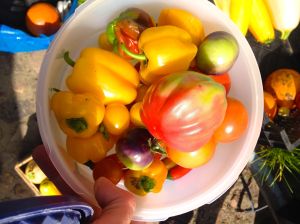 Frisch geerntet: Paprika, Tomaten, Chilis.